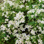 Midsommarblomster - Geranium sylvaticum Album (Krukstorlek: 0,5-1L)