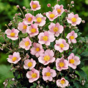 Silvrig Höstanemon - Anemone tomentosa Robustissima (Krukstorlek: 0,5-1L)