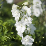 Praktriddarsporre - Delphinium elatum Pacific Galahad (Krukstorlek: 0,5-1L)