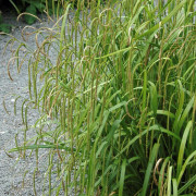 Hängstarr - Carex pendula (Krukstorlek: 0,5-1L)