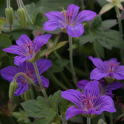 Mongolisk Näva - Geranium wlassovianum (Krukstorlek: 0,5-1L)