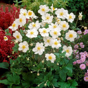 Stor Höstanemon - Anemone x hybrida Honorine Jobert (Krukstorlek: 0,5-1L)
