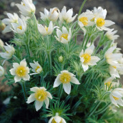 Backsippa - Pulsatilla vulgaris Alba (Krukstorlek: 0,5-1L)