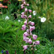 Praktriddarsporre - Delphinium elatum Pacific Astolat (Krukstorlek: P9cm)