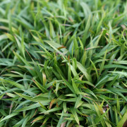 Vårfryle - Luzula pilosa Igel (Krukstorlek: 0,5-1L)