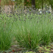 Vårälväxing, Svartäxing - Sesleria heuffleriana (Krukstorlek: 0,5-1L)
