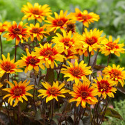 Dagöga - Heliopsis helianthoides Burning Hearts (Krukstorlek: 0,5-1L)