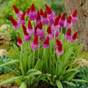 Hyacintviva - Primula vialii