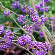 Kinesiskt Glasbär - Callicarpa bodinieri var. giraldii Profusion (Storlek: C2)