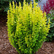 Pelarberberis (Storlek: C2)