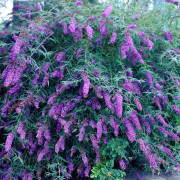 Syrénbuddleja, Fjärilsbuske - Buddleja davidii Black Knight (Storlek: busk C2)