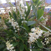 Konvaljbuske - Clethra alnifolia Hummingbird (Storlek: busk C3)
