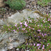 Purpurginst - Chamaecytisus purpureus (Cytisus) (Storlek: busk C2)