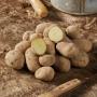 Stubbetorp Potatis / #2