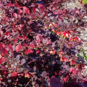 Röd Häckberberis - Berberis thunbergii Atropurpurea (Storlek: 30-40 C3)