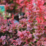 Dvärgberberis - Berberis thunbergii Admiration (Storlek: 15-20 C2)