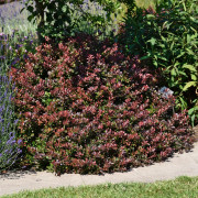 Dvärgberberis - Berberis thunbergii Atropurpurea Nana (Storlek: 20-25 C3)