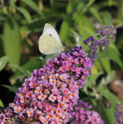 Weyerbuddleja - Buddleja x weyeriana Bicolor (Flower Power ®) (Storlek: busk C3)