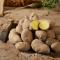 Stubbetorp Potatis