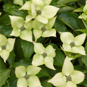 Koreansk Blomsterkornell (Storlek: 60-80 C4)