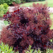 Perukbuske - Cotinus coggygria Royal Purple (Storlek: busk C2)