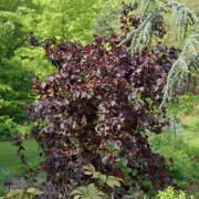 Blodhassel - Corylus avellana Red Majestic ® (Storlek: busk C5)