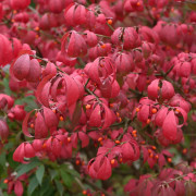 Vingad Benved - Euonymus alatus Compactus (Storlek: 120 stam C7,5)