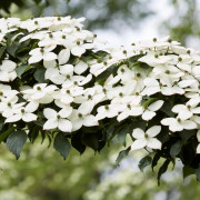 Kinesisk Blomsterkornell - Cornus kousa var. chinensis China Girl (Storlek: 60-80 co)