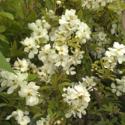 Dvärgpärlbuske - Exochorda x macrantha Niagara ® (Storlek: 40-60 co)