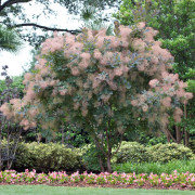 Perukbuske - Cotinus coggygria Grace (Storlek: 40-50 co)