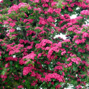 Rosenhagtorn - Crataegus x media Paul´s Scarlet (Storlek: busk co)