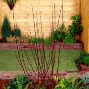 Blodkornell - Cornus alba Kesselringii (Storlek: busk C3,5)