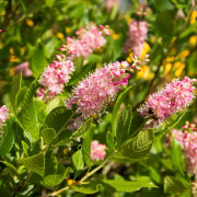 Konvaljbuske - Clethra alnifolia Ruby Spice (Storlek: 40-50 C3)