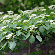 Pagodkornell - Cornus controversa (Storlek: 60-80 C5)