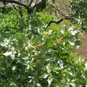 Silverbuske - Elaeagnus commutata (Storlek: busk C3,5)