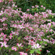 Blomsterkornell (Storlek: 40-50 C5)