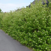 Gullkornell - Cornus sericea Flaviramea (Storlek: busk C3,5)