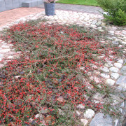 Krypoxbär - Cotoneaster suec. Coral Beauty (Storlek: 30-40 C2)