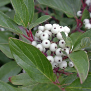 Videkornell - Cornus sericea Farba E (Storlek: busk C3,5)