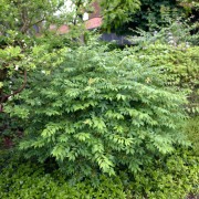 Vingad Benved - Euonymus alatus (Storlek: 50-60 co)