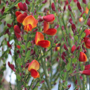 Praktginst - Cytisus scoparius Lena (Storlek: 30-40 C3)