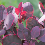 Perukbuske - Cotinus coggygria Lilla ® (Storlek: C5)