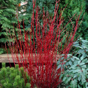 Korallkornell - Cornus alba Sibirica (Storlek: 50-60 C3)