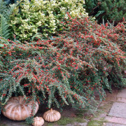 Lingonoxbär - Cotoneaster horizontalis (Storlek: C2)