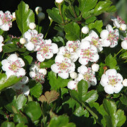 Trubbhagtorn - Crataegus monogyna (Storlek: busk co)