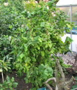 Ormhassel - Corylus avellana Contorta (Storlek: 150-175 C12)