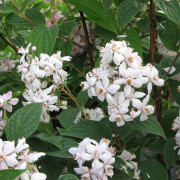 Deutzia - Deutzia hybrida Mont Rose (Storlek: 30-40 C3)