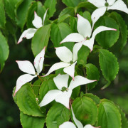 Blomsterkornell - Cornus florida (Storlek: 100-125 co)