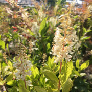 Konvaljbuske - Clethra alnifolia Sixteen Candles (Storlek: 30-40 C2)