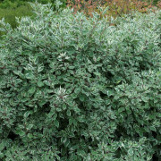 Korallkornell - Cornus alba Sibirica Variegata (Storlek: 30-40 C3)